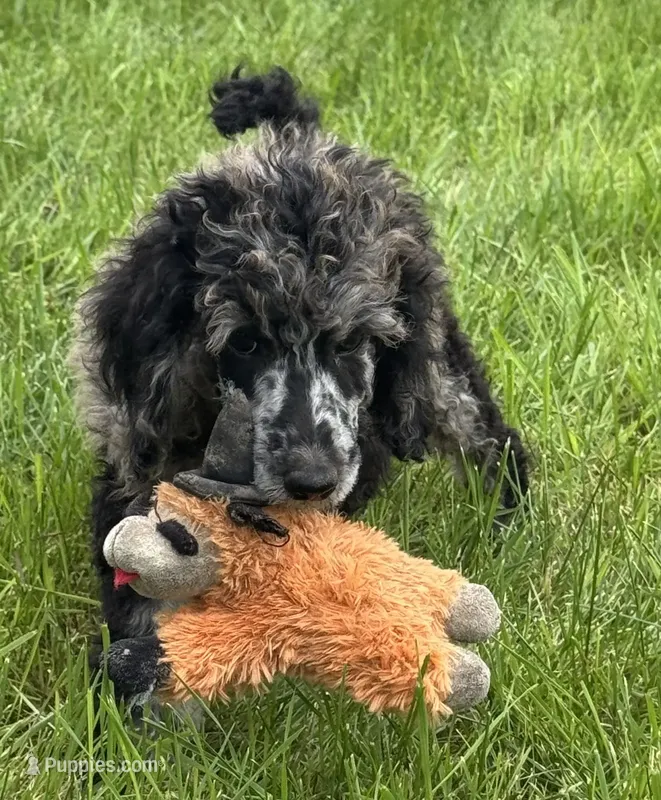 Jessie (Moyen) (AKC)