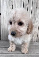 Frost, a male Doxiepoo and Poodle - Toy  for sale in Ontario, OR – Photo 2 of 7