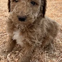 Jimmie AKC, a male Poodle - Multi-Colored Standard and Poodle - Standard  for sale in Ontario, OR – Photo 5 of 5