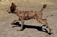 Jimmie AKC, a male Poodle - Multi-Colored Standard and Poodle - Standard  for sale in Ontario, OR – Photo 3 of 5
