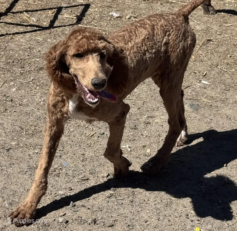 Jimmie AKC – Poodle - Multi-Colored Standard, Poodle - Standard  puppy for sale in Ontario, OR