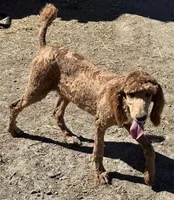 Jimmie AKC, a male Poodle - Multi-Colored Standard and Poodle - Standard  for sale in Ontario, OR – Photo 4 of 5
