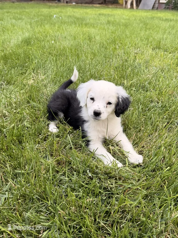 Meadow – Cavapoo, Miniature Australian Shepherd puppy for sale in Ontario, OR