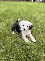 Meadow, a female Cavapoo and Miniature Australian Shepherd for sale in Ontario, OR – 1 of 3