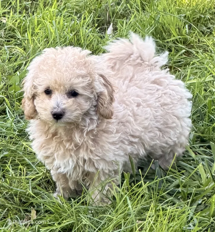 Noni – Maltipoo puppy for sale in Ontario, OR