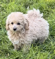 Noni, a female Maltipoo for sale in Ontario, OR – 1 of 5
