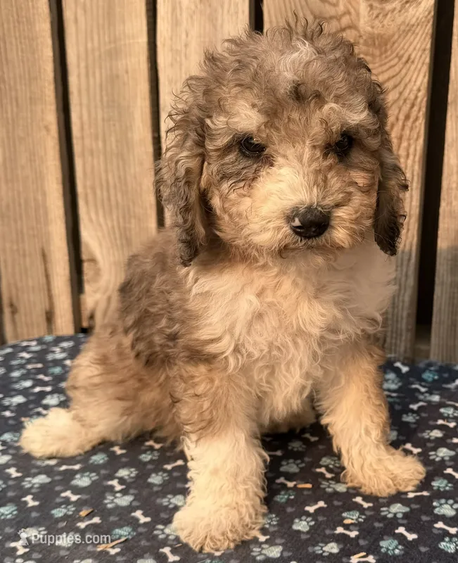 Rustler – Miniature Australian Shepherd, Miniature Bernedoodle puppy for sale in Ontario, OR