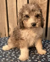 Rustler, a male Miniature Australian Shepherd and Miniature Bernedoodle for sale in Ontario, OR – 1 of 1