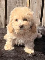 Noni, a female Maltipoo for sale in Ontario, OR – 3 of 5