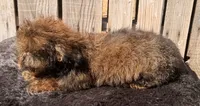 Zorro, a male Doxiepoo for sale in Ontario, OR – 3 of 8