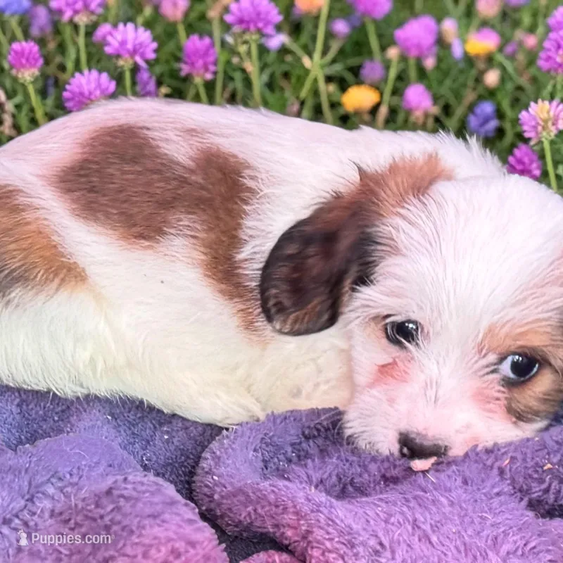 Yuki – Havanese, Miniature Dachshund puppy for sale in Ontario, OR