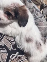 Yuki, a female Havanese and Miniature Dachshund for sale in Ontario, OR – Photo 2 of 3