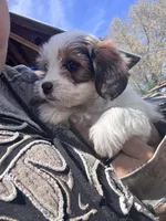 Yuki, a female Havanese and Miniature Dachshund for sale in Ontario, OR – Photo 3 of 3