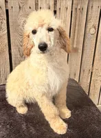 Apricot Tulip G , a female Poodle - Standard  for sale in Ontario, OR – 2 of 3