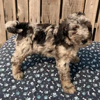 Huckleberry , a male Miniature Australian Shepherd and Miniature Bernedoodle for sale in Ontario, OR – 5 of 5
