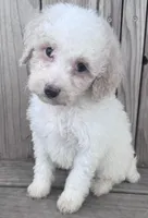 Toast, a male Miniature Bernedoodle for sale in Ontario, OR – Photo 3 of 3