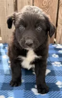 Dylan, a male Australian Shepherd for sale in Ontario, OR – 2 of 4