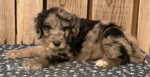 Tracker – Miniature Australian Shepherd, Miniature Bernedoodle puppy for sale in Ontario, OR
