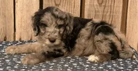 Tracker, a male Miniature Australian Shepherd and Miniature Bernedoodle for sale in Ontario, OR – 1 of 1