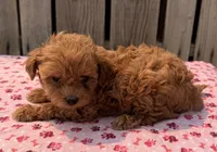 Breeze, a female Poodle - Toy  and Miniature Aussiedoodle for sale in Ontario, OR – 2 of 3