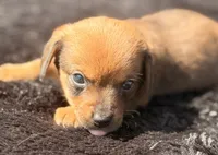 Skookum, a male Yorkshire Terrier and Miniature Dachshund for sale in Ontario, OR – 3 of 5