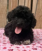 Berry, a female Miniature Schnauzer and Schnoodle for sale in Ontario, OR – 3 of 3