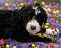 Windy, a female Sheepadoodle for sale in Ontario, OR – 1 of 2