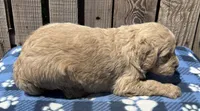 Dune, a male Goldendoodle for sale in Ontario, OR – 3 of 4