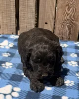 Tide, a male Goldendoodle for sale in Ontario, OR – 4 of 5