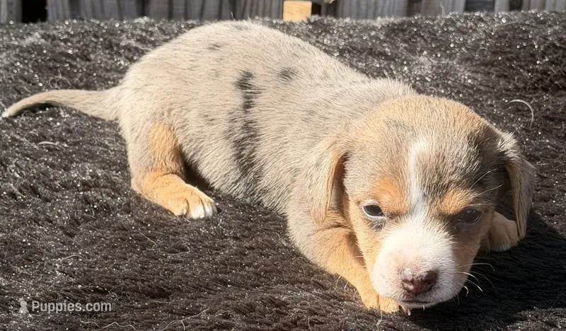 Boogie, a female Yorkshire Terrier and Miniature Dachshund for sale in Ontario, OR – 1 of 6