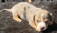 Boogie, a female Yorkshire Terrier and Miniature Dachshund for sale in Ontario, OR – 1 of 6