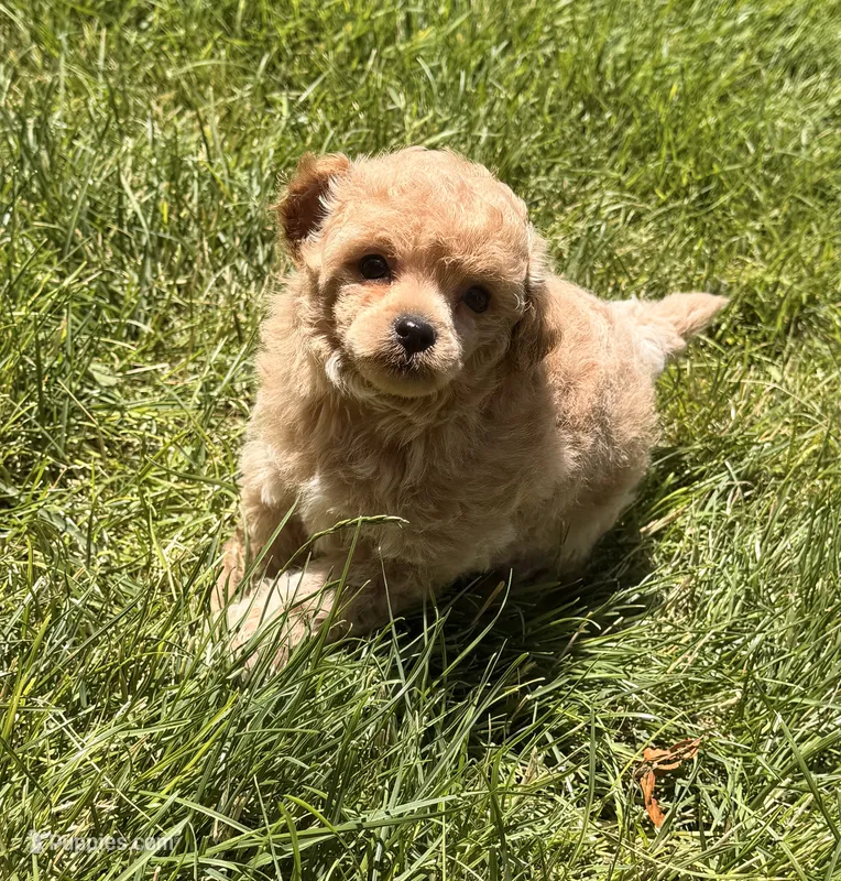 Fae – Poodle - Miniature  puppy for sale in Ontario, OR