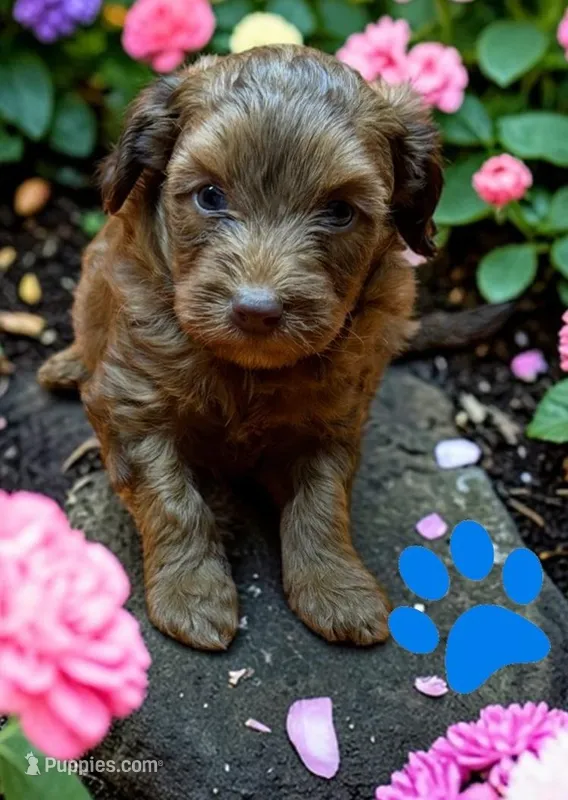 GailS26-m1 – Miniature Aussiedoodle puppy for sale in Ontario, OR