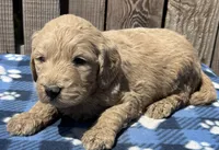 Dune, a male Goldendoodle for sale in Ontario, OR – 4 of 4