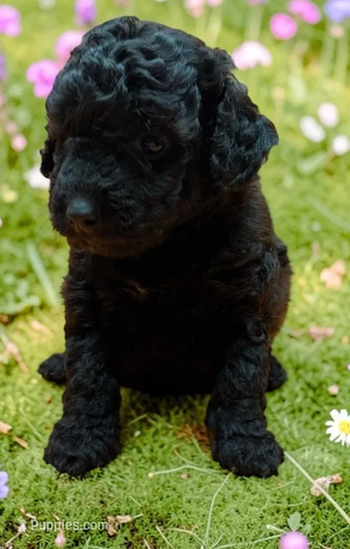 GailS26-F – Miniature Aussiedoodle puppy for sale in Ontario, OR