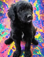 Wrangler, a male Goldendoodle for sale in Ontario, OR – 2 of 2