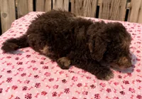 Strawberry, a male Miniature Australian Shepherd and Miniature Bernedoodle for sale in Ontario, OR – 3 of 4