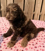 Strawberry, a male Miniature Australian Shepherd and Miniature Bernedoodle for sale in Ontario, OR – 2 of 4