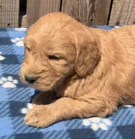 Reef, a male Goldendoodle for sale in Ontario, OR – 2 of 4