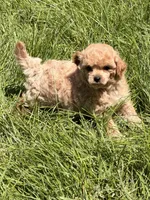 Fae, a female Poodle - Miniature  for sale in Ontario, OR – 3 of 3