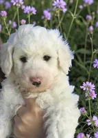 Christine , a female Sheepadoodle for sale in Ontario, OR – 1 of 2