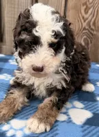 Avery 6, a male Sheepadoodle for sale in Ontario, OR – 1 of 3