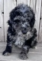 Blaze , a male Poodle - Miniature  for sale in Ontario, OR – Photo 2 of 5