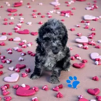 Blaze , a male Poodle - Miniature  for sale in Ontario, OR – Photo 1 of 5