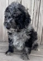 Blaze , a male Poodle - Miniature  for sale in Ontario, OR – Photo 4 of 5