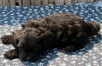 Cucumber , a male Cavapoo for sale in Ontario, OR – 3 of 4