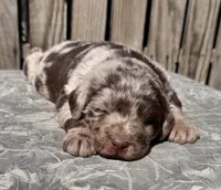 Photo of Duncan