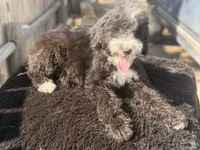 Windy, a female Sheepadoodle for sale in Ontario, OR – 2 of 4
