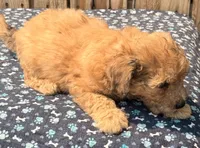 Zeke, a male Doxiepoo for sale in Ontario, OR – 4 of 4