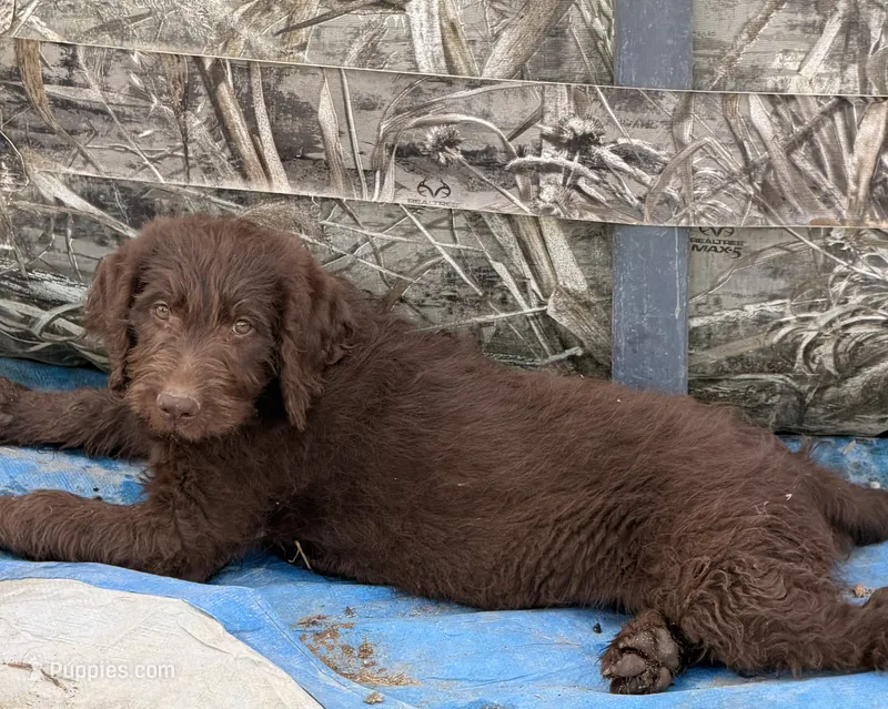 Abby – Australian Shepherd, Labrador Retriever puppy for sale in Ontario, OR